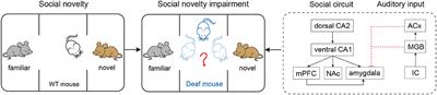 Editorial: Hearing Loss and Cognitive Disorders